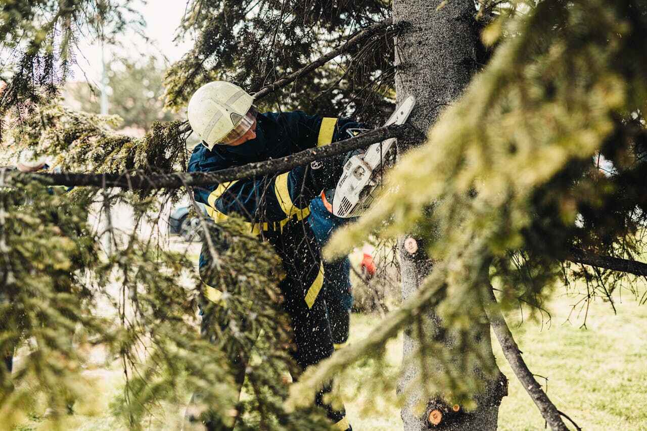 Residential Tree Removal in Crescent City, CA